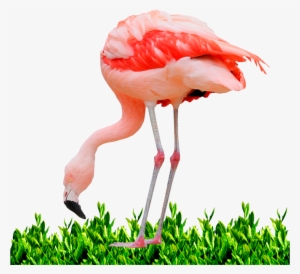 Greater Flamingo #3186783