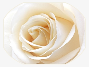 Click And Drag To Re-position The Image, If Desired - White Rose Close #3186921