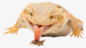 Report Abuse - Bearded Dragon Defense #3188173