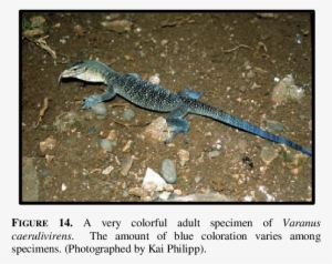 Varanus Caerulivirens Is Characterized By A Light, - Turquoise Monitor #3188201