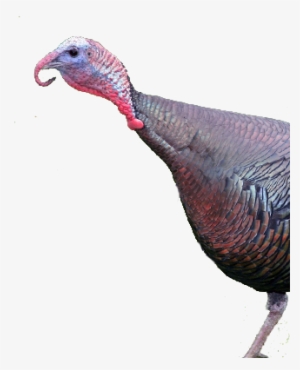 Bird Gard Electronic Bird Repellent Wild Turkey - Livestock #3188295