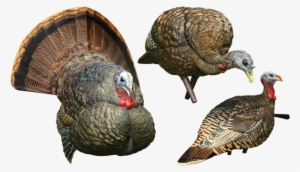 Just In Time For Spring Turkey Season, Avian X, Plano - Avian X Turkey Decoy - Feeder Hen - 8007 #3188321