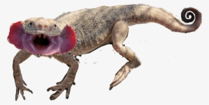 Report Abuse - Phrynocephalus Mystaceus #3188348