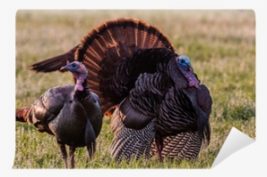 Domesticated Turkey #3188481