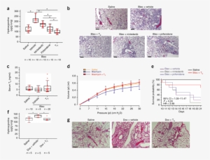 Aerosolized T 3 Blunts Established Fibrosis In Two - Pulmonary Fibrosis #3188871