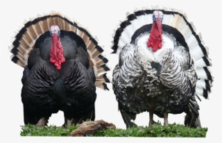 Turkeys,cut,out - Out Poster Print #3189010