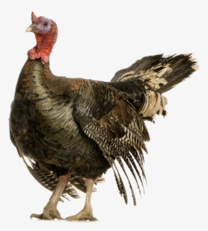 Search For - - Wild Turkey #3189243