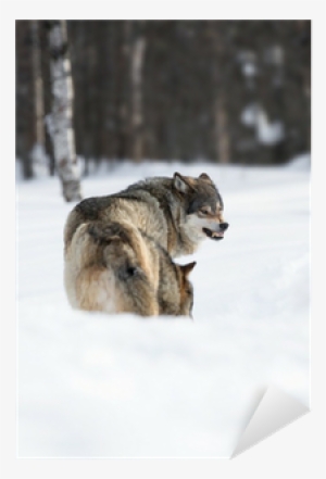 Lobos Enojados #3189291