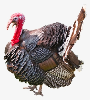 Search For - - Turkey #3189356