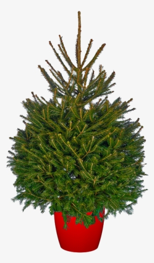 Norway Spruce - Christmas Tree In Pot #3190468