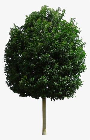 Null - New Mexico Maple #3196809