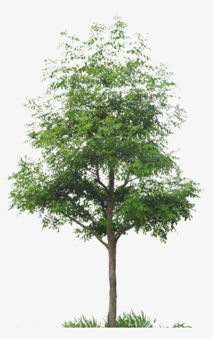 Have Discovered Japanese Culture - Cut Out Maple Tree #3196831