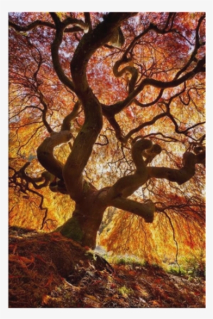 Japanese Flame Tree Landscape Canvas - Japanese Flame Tree #3196946