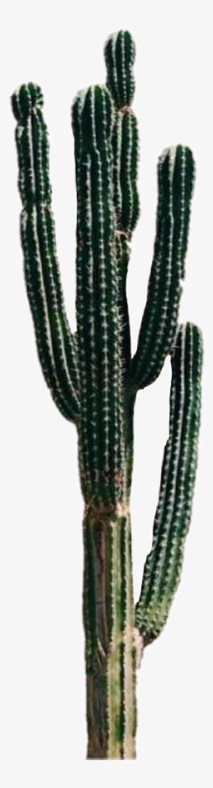 Cactus Plant Freetoedit - Cactus Tumblr Hd #3197411