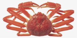Crab Icon Clipart - Crab #320409