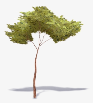 Stone Pine Tree #320512 Stone Pine Tree #320512