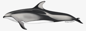 Pacific White-sided Dolphin #320514