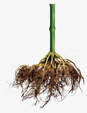 3 How It Works - Corn Root Png #321357