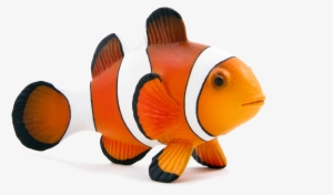 Clown Fish Png #321568