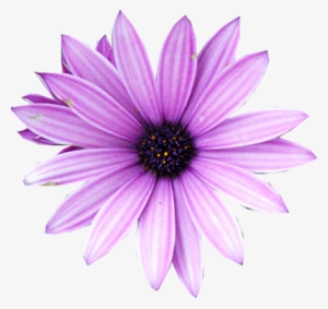 Purple Flower Png - Real Purple Flower Png #321943