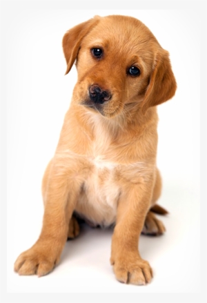 Image Of A Puppy Sitting With Its Head To One Side - Puppy Dogs #321969