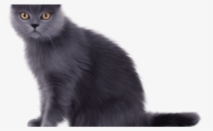 Long Hair Domestic Black Clip Art Beauty - Chartreux Cat #322560