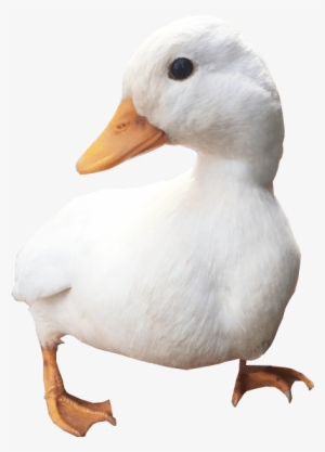 White Duck Png Free Download - Duck #323352