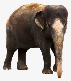 Elephant Png - Indian Elephant Images Png #323558