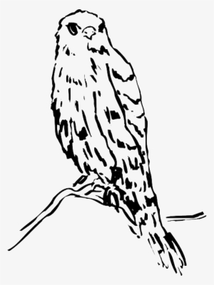 Head, Drawing, Bird, Branch, Watching, Animal, Feathers - Bird #323578