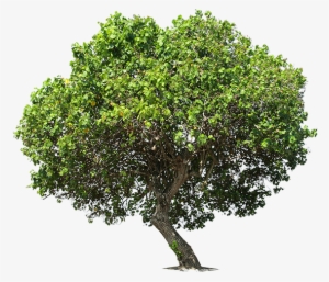 Stock Photography #324219