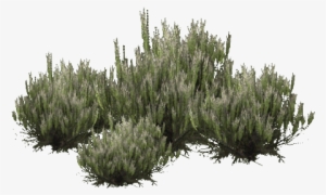 Desert Shrub Png - Shrubland #324442