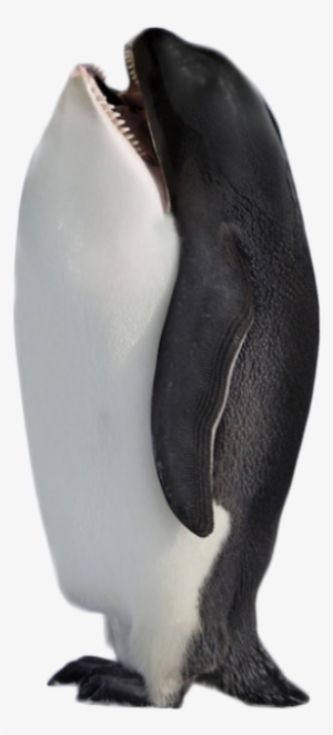 Hybrid Penguin Killer Whale Png Image - Antarctica Gif #324640