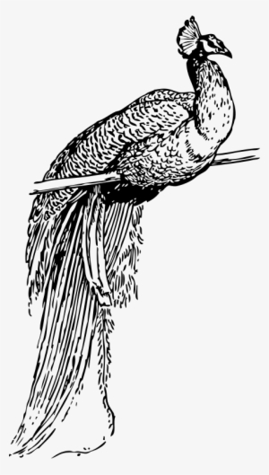 Krishna Bansuri Png - Peacock Clip Art #324777