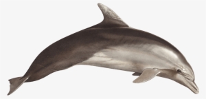Tethys Research Institute - Bottlenose Dolphin #325240