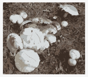 Agaricus Edible Mushroom Oyster Mushroom Pig - Agaricus #325407