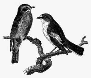 Antique Images - Eastern Kingbird #325455