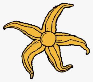 Starfish Png #325720