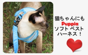 Cat Puppia Harness - デイトナ(daytona) タコメーターハーネスセット Ape50 47316 【バイクパーツ 電装品 #325743