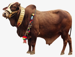Qurbani Cow Png File #325916