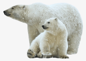 Polar Bear Mother And Son - Polar Bears Transparent Background #326006