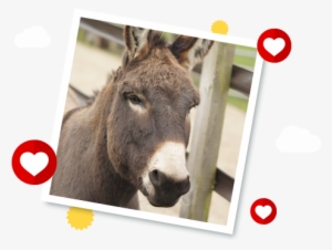 Del Boy's Story - Redwings Horse Sanctuary Del Boy #326594