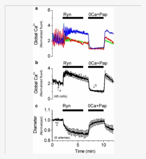 Nhibition Of Ca 2 Sparks With Ryanodine Increases The - Ryanodine #326733