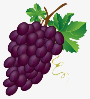 Grapes Vector Grape Bunch - Bunch Of Grapes Clipart #326844
