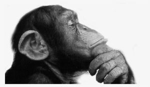 We're Not Asking You To Write Them For Us , We Just - Think Monkey #327263