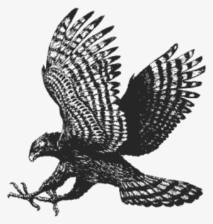 Hawk - Charlotte Latin School Hawk #327735