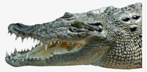 Transparent Crocodile Png #328012