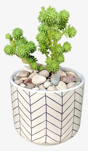Succulent In Rose Gold Container - Succulent Plant #328405