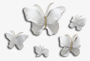 Ron & Sheila Ruiz Pearl Butterfly Exposures International - Butterfly #328602