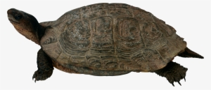 Conflict Management Avoiding Turtle #328798