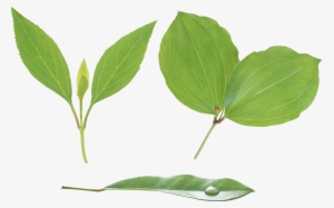 Green Leaves Png Image - Leaf Png #328893